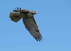 a bird flying in the sky with its wings spread