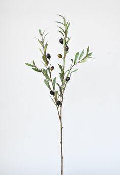 Add variety and texture with this beautiful olive stem, showcasing the delicate realistic olives and rich green foliage. It makes a wonderful addition to any arrangement!39" long stem. There are 4 stems seen in the vase. Details: - Total Length of Stem from Top to Bottom: 39"- Splits 16.5" from the bottom of stem- Number and Size of Blooms: 9 olives- Number of leaves: approximately 72- 1 Stem seen in primary photo.- Sold by the stem- Is the item considered “real touch”? no- Can item be cut: Yes, Olive Tree Sketch, Olive Green Decor, Pictures Of Leaves, Olive Decor, Olive Green Wallpaper, Green Era, Branches With Leaves, Stem Plant, Flower Reference