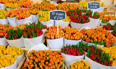 many different colored tulips in baskets for sale at a flower market with price signs