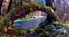 a stream running through a forest filled with lots of green moss covered trees and plants