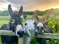 three donkeys looking over a fence at the camera