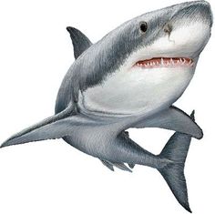 a drawing of a shark with its mouth open