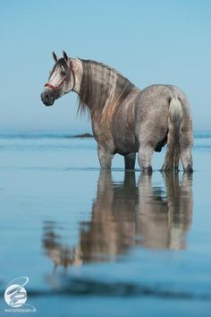 a horse is standing in the water looking at something