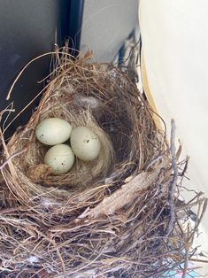 three eggs in a nest on the side of a building