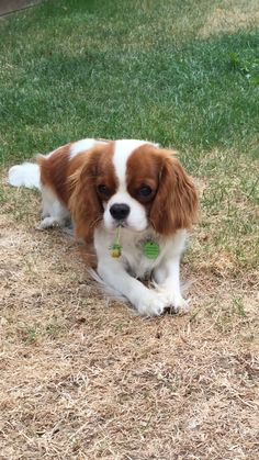 a small brown and white dog laying on top of grass