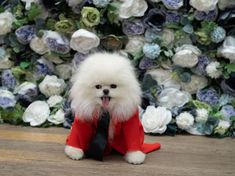 a small white dog sitting on top of a wooden floor next to a flower wall