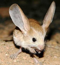 a small brown mouse on the ground with it's front legs spread out and eyes wide open