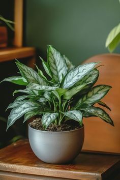 a potted plant sitting on top of a wooden table