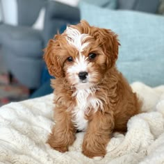 a small brown and white dog sitting on top of a blanket