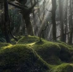 sunbeams shine through the trees in a forest filled with green mossy rocks