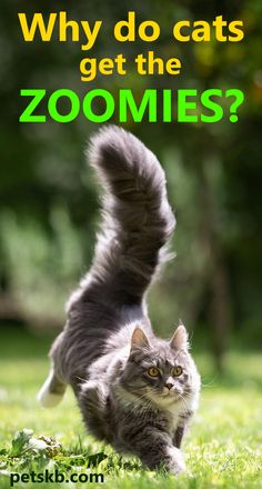 a cat is running through the grass with its tail in the air and it says, why do cats get the zooies?