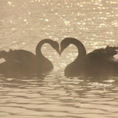 two swans in the water making a heart shape