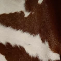 closeup of brown and white spotted cow skin