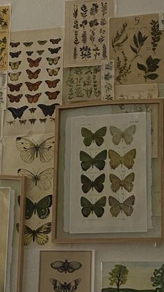 a wall covered in lots of different types of butterflies