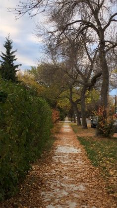 a dirt road with trees and leaves on it