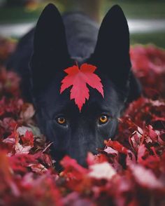 a black dog with a red maple leaf on its head laying in the fall leaves