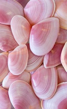 pink seashells are piled up in a pile