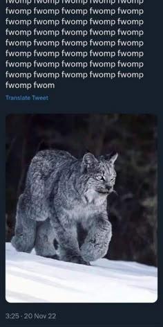 a cat walking across snow covered ground next to trees and text that reads, the world's most famous animal