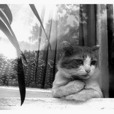 a black and white photo of a cat sitting in front of a window