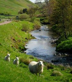 three sheep are standing in the grass near a stream