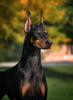 a black and brown dog standing on top of a lush green field with trees in the background