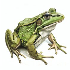 a green frog sitting on top of a white floor