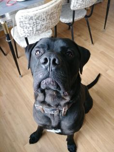 a large black dog sitting on top of a hard wood floor next to a dining room table