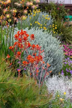 an assortment of colorful flowers in a garden