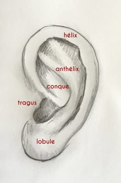 a drawing of an ear with the words in english and french on it, labeled