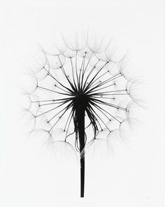 a black and white photo of a dandelion