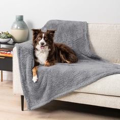 a brown and white dog laying on top of a couch under a gray blanket next to a coffee table