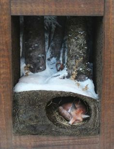 a bird nest in a wooden box with snow on the ground