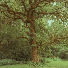 a large tree in the middle of a field