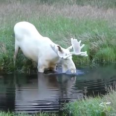 an animal that is drinking some water out of the pond in the grass with it's antlers sticking its head into the water