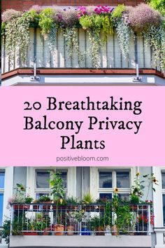 balcony plants with the words 20 breathtaking balcony privacy plants in front of them