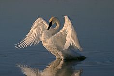 a white swan with its wings spread out in the water