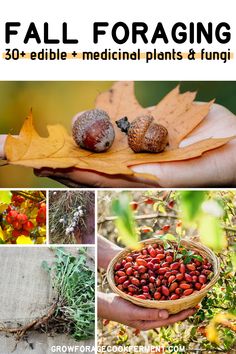 the fall foraging guide includes edible, medical plants and fun