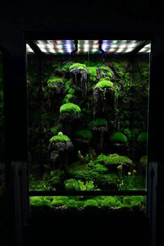 an aquarium filled with lots of green plants