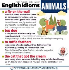 Animal Idioms, Idioms In English, Improve English Speaking, English Teaching Resources, Improve English, Basic English, Conversation Topics, Advanced English