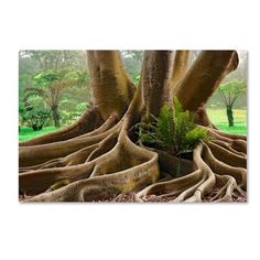 the roots of a tree with green grass in the back ground and trees in the background