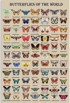 the butterflies of the world poster