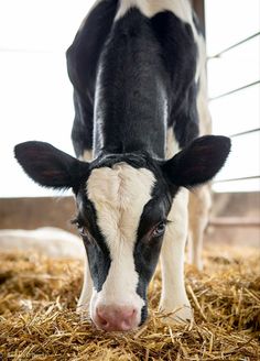 a black and white cow standing on top of dry grass