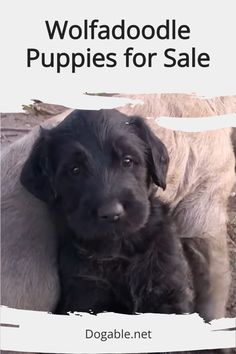 a black dog laying on top of a sheep next to a sign that says wolfdoodle puppies for sale