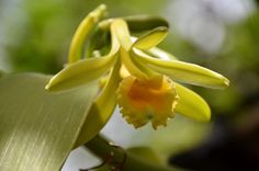 a close up of a flower on a plant