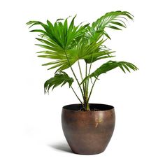 a potted plant with green leaves in it