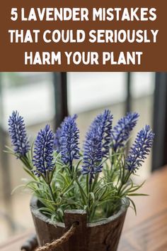 Avoid common pitfalls and ensure your lavender thrives with our guide to keeping your plants healthy. Indoor Lavender Plant, Grow Lavender, Lavender Plants, Lavender Crafts, Landscaping Backyard, African Violets Plants, Growing Lavender, Mediterranean Plants