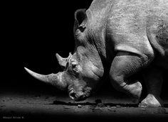 a black and white photo of a rhinoceros