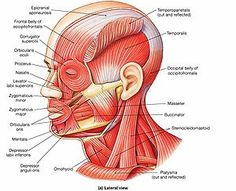 the muscles are labeled in this diagram