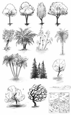 various types of trees are shown in this black and white drawing technique, which is easy to draw