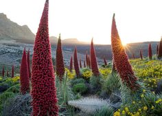 the sun shines brightly behind red flowers in an arid area with yellow and green plants